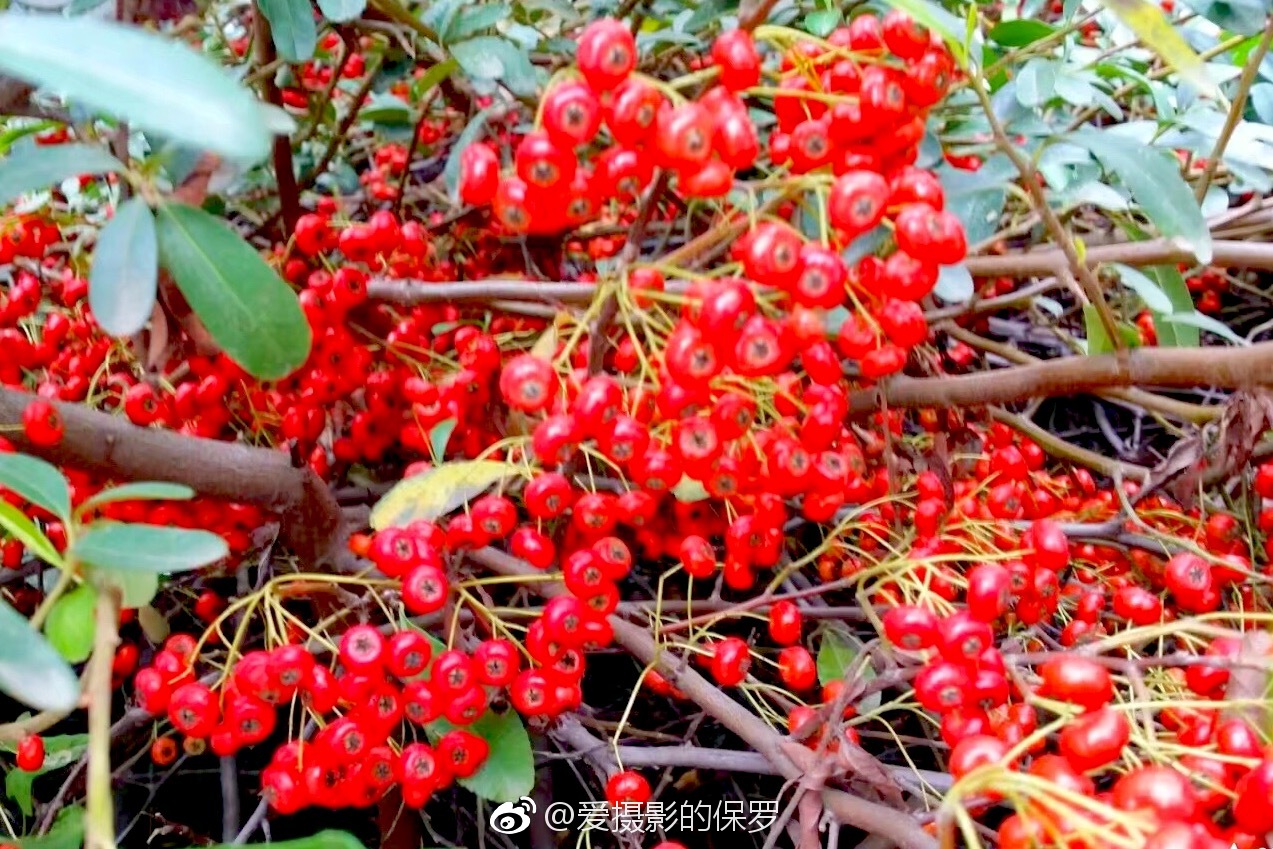 拉丁学名：Pyracantha fortuneana (Maxim|绿篱|拉丁|吉祥果|果实|学名_新浪新闻