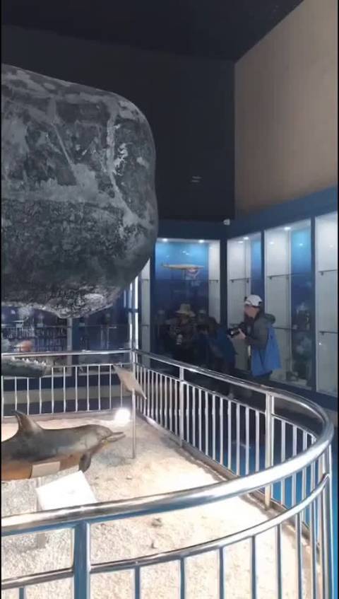 南通首个以海洋生物为主题的博物馆"香鲸馆",位于如东洋口港