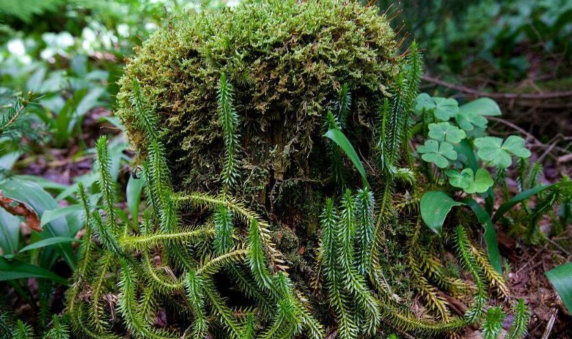 千层塔的顶端常常都会生长生殖芽,这个生殖芽在落地以后就可以成活了