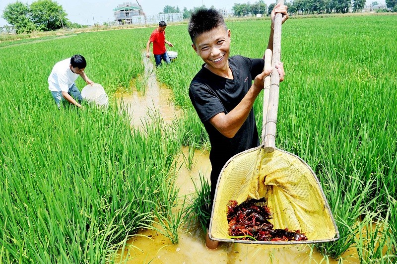 卖虾一天赚2500元,“稻虾共作”增收见实效,农民喜上眉梢|郑斌|虾|小龙虾|龙虾|鄱阳县_新浪新闻