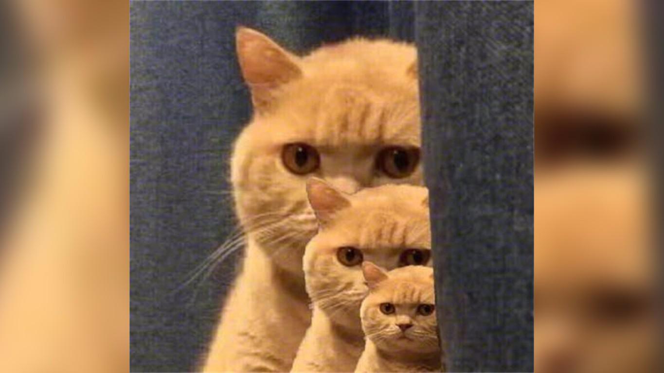 没错,我就是你们表情包里那只暗中观察的橘猫!