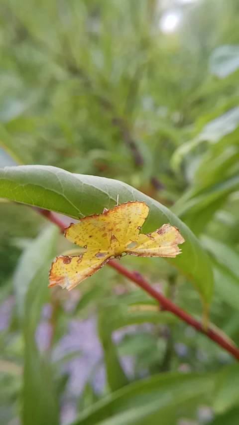 白点黄窗尺蛾,有窗的雄虫,悠哉悠哉