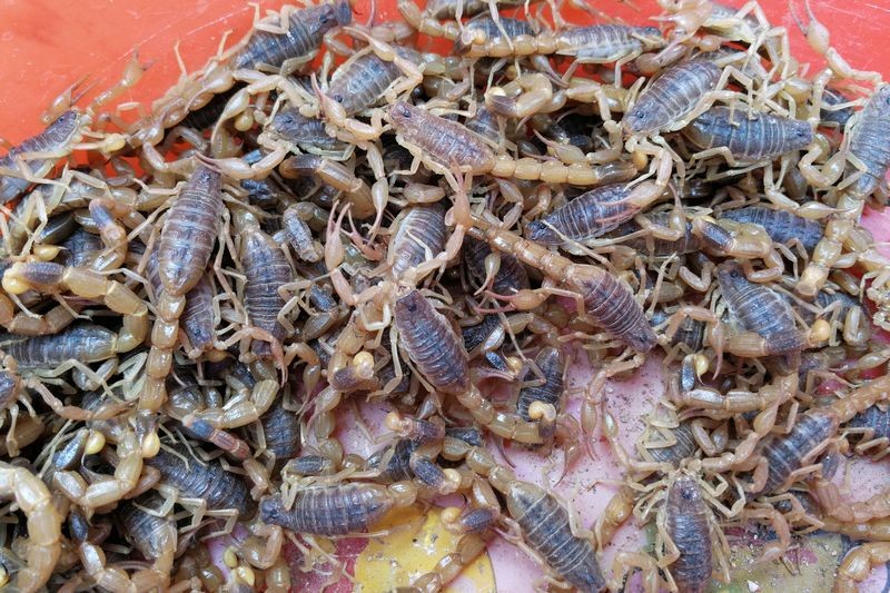 这是沂蒙活蝎,在沂蒙山地区,有专门养殖这种蝎子的,对外出售,增加收入