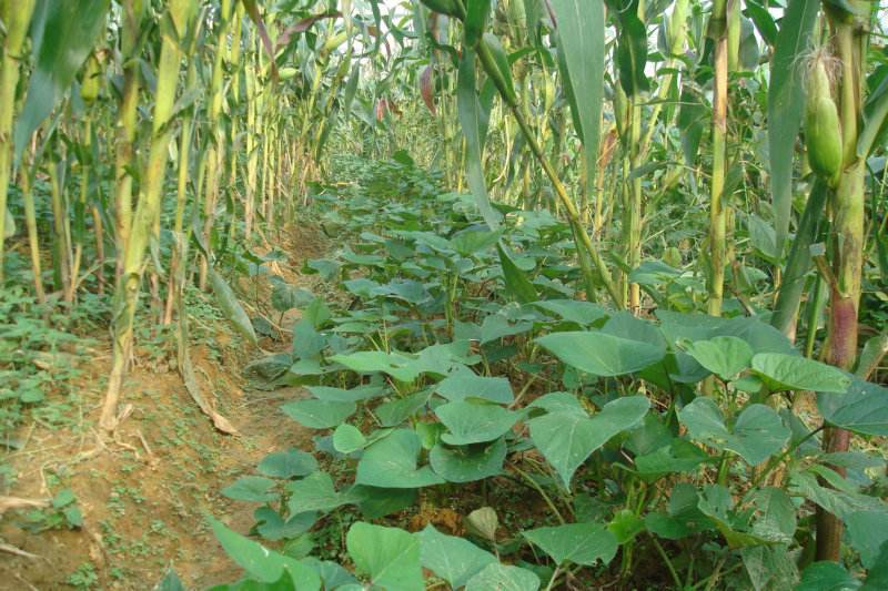 农民在玉米田套种它,不仅能节约土地资源还能给玉米增产