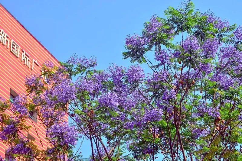 成都最美蓝花楹长廊来了,足足1700米