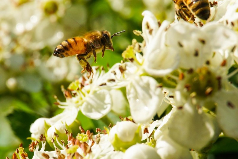 蜂蜜还分水蜜,成熟蜜,浓缩蜜,假蜂蜜,你买到的是什么蜂蜜?