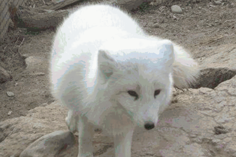 800_533gif 动态图 动图