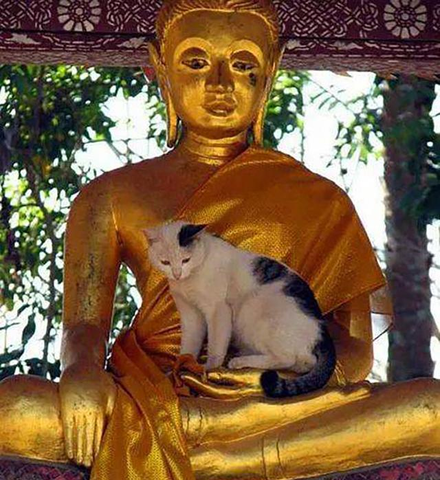佛祖抱着猫,威严望着众生,猫表情神同步,拜佛的人傻眼了