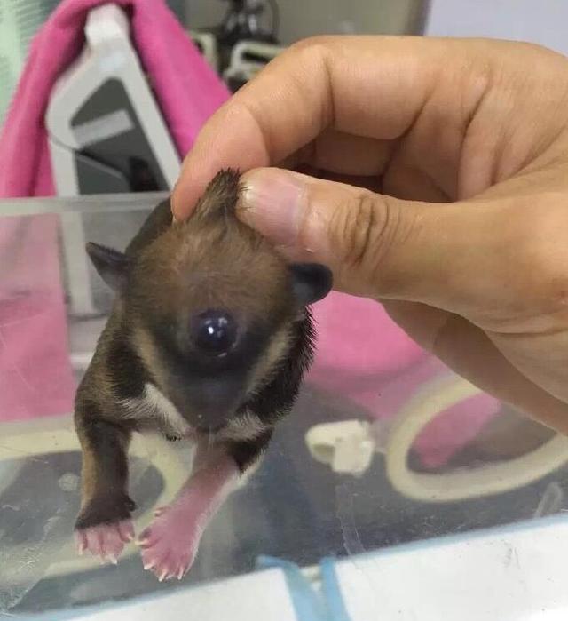 流浪狗妈妈生出独眼小狗崽,因没嘴面临着活活饿死,可怜了我的狗|小狗