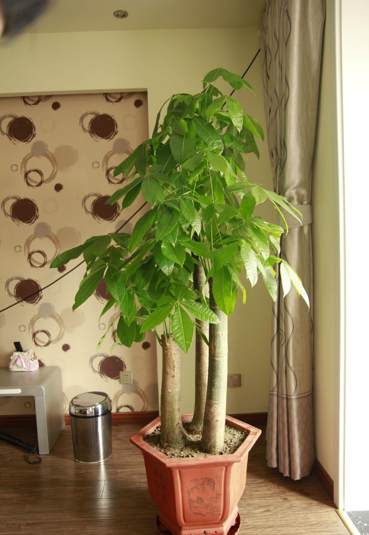 发财树好养吗(发财树好养吗冬天怕冷吗)