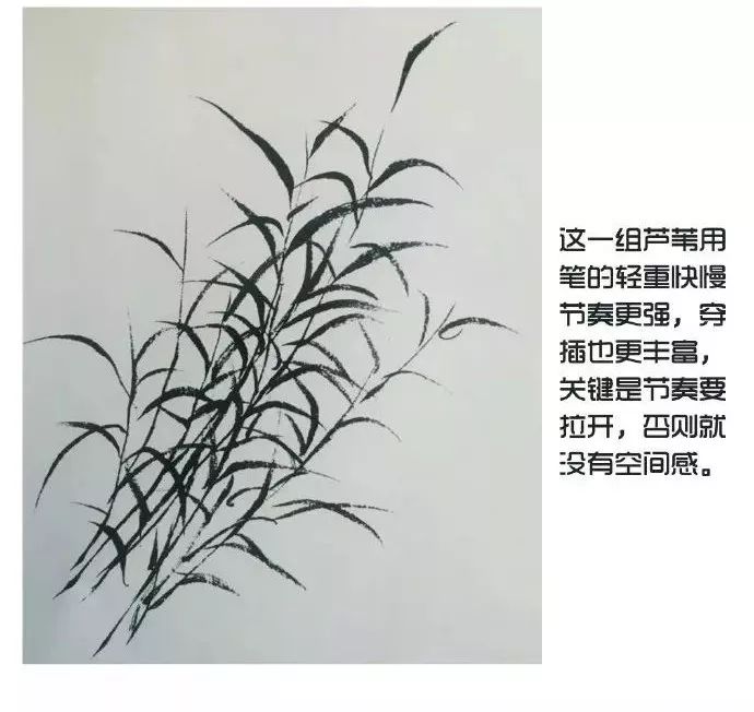 国画入门教程 | 芦苇的画法