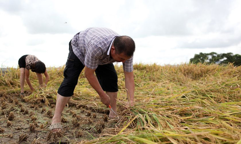 今年开始,农民可以选择退出耕地,每亩给5万,但要符合这3个条件