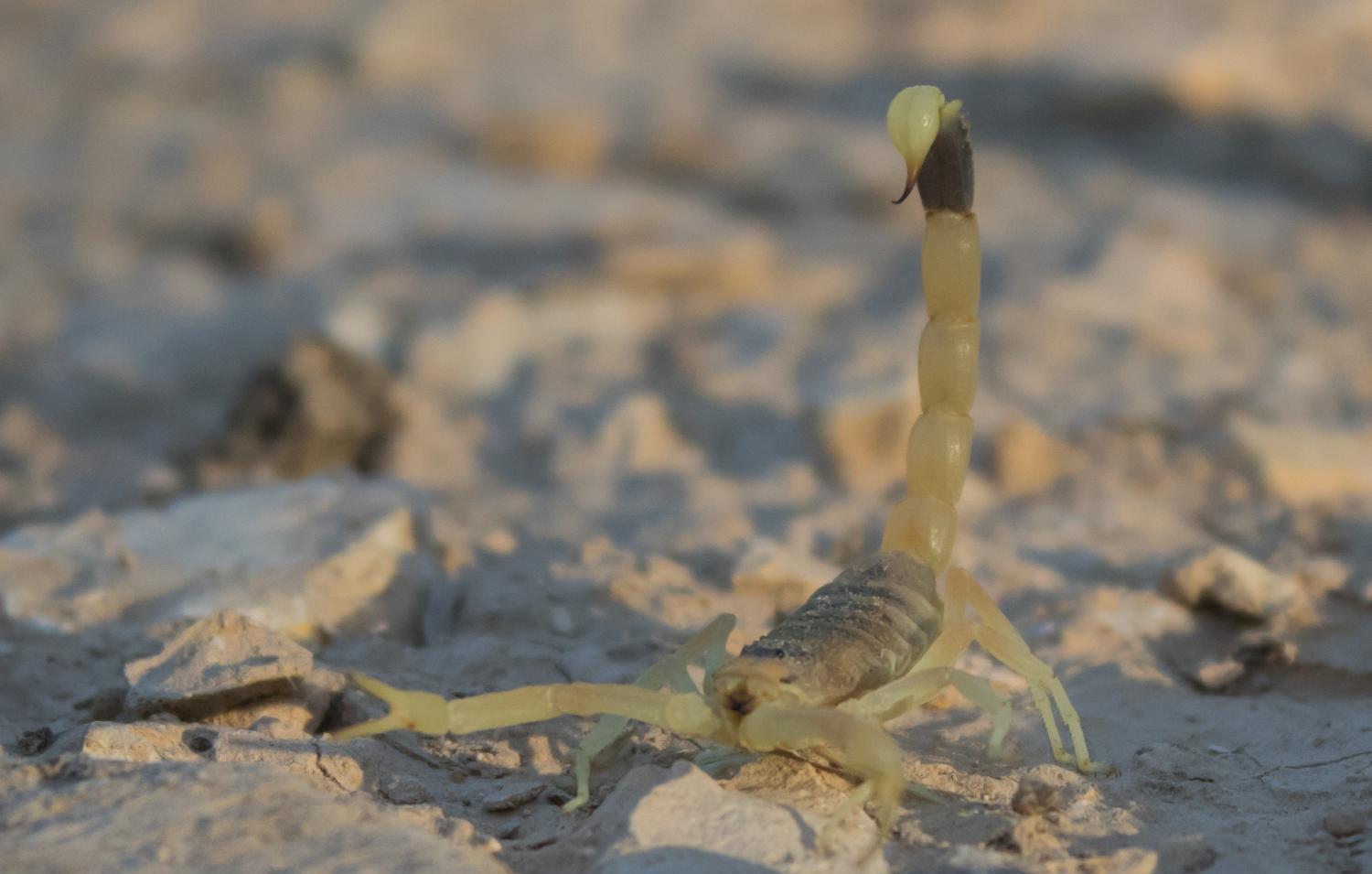 它们被称为亡灵哨兵, 生活在沙漠中, 是一种含有剧毒的蝎子.