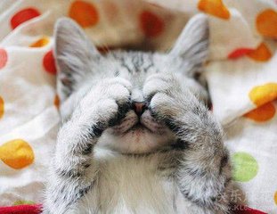 这只猫咪得知自己怀孕后,整个表情都亮了,主人更是懵了