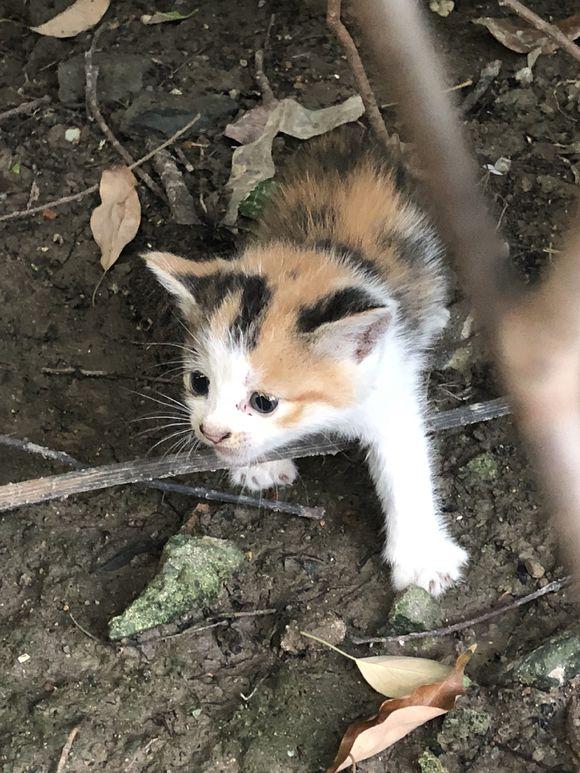 下班路上遇到一只流浪的三花猫,犹豫收养时,猫咪的反应让人心疼|下班|