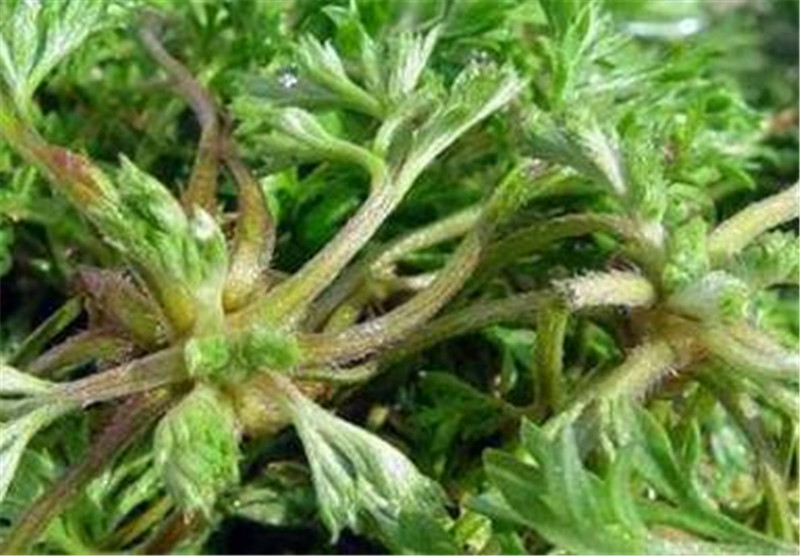 一种农村常见野菜,它在农村被誉为"药王",据说吃了能治百病!