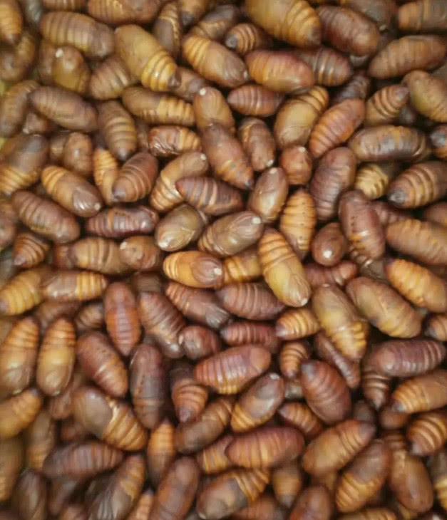 丹东又到了吃"神仙"的季节了,你做好思想准备了吗?