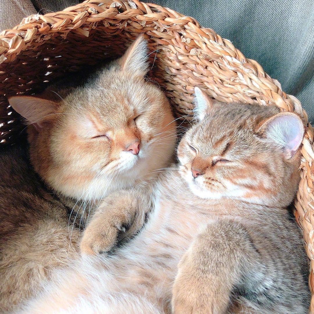 十一区胖哒gummy接受了家里新来的小成员,走哪都带着它,满满的宠溺