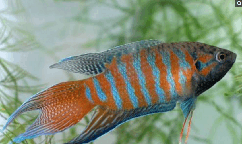 中国斗鱼: 水中无氧可存活却几乎灭绝, 也是中国名称最多的一种鱼