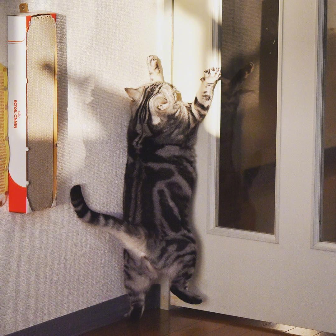 执着于用胖脸挤门的猫咪ramune,猫生就是一场大型的不妥协