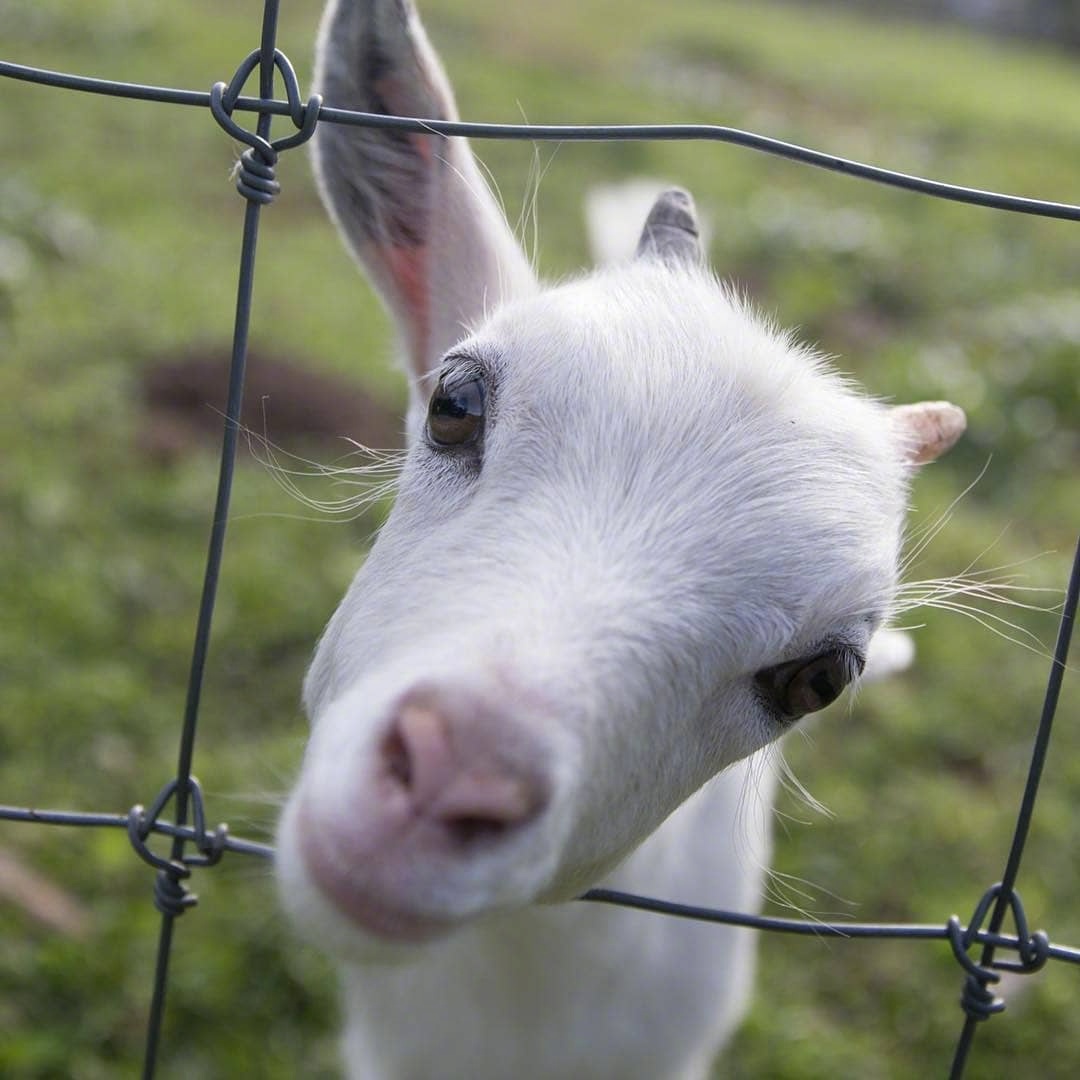 小羊羔也太好看了吧简直可爱到爆炸