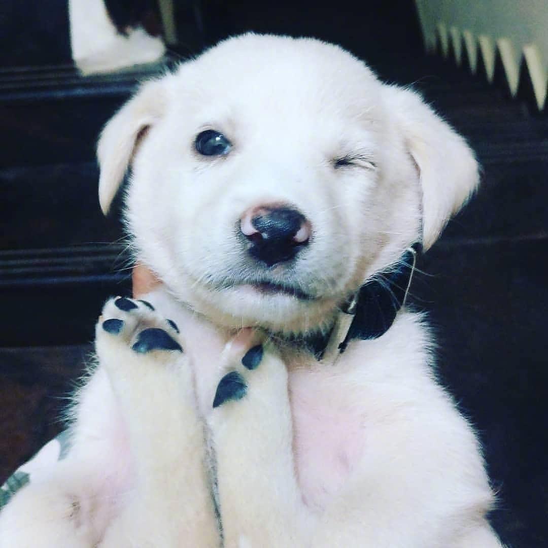 接收一下来自狗子们的wink