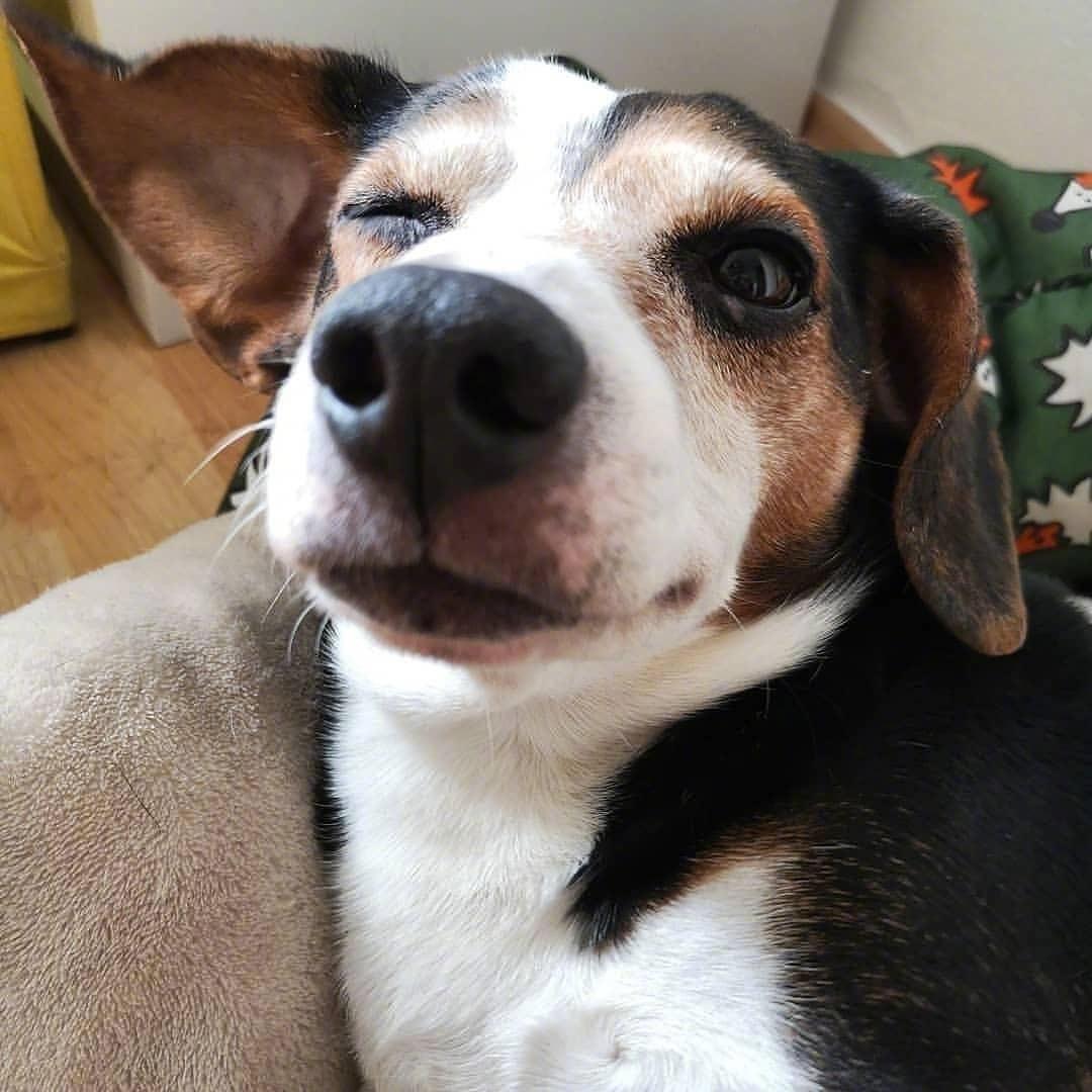 接收一下来自狗子们的wink