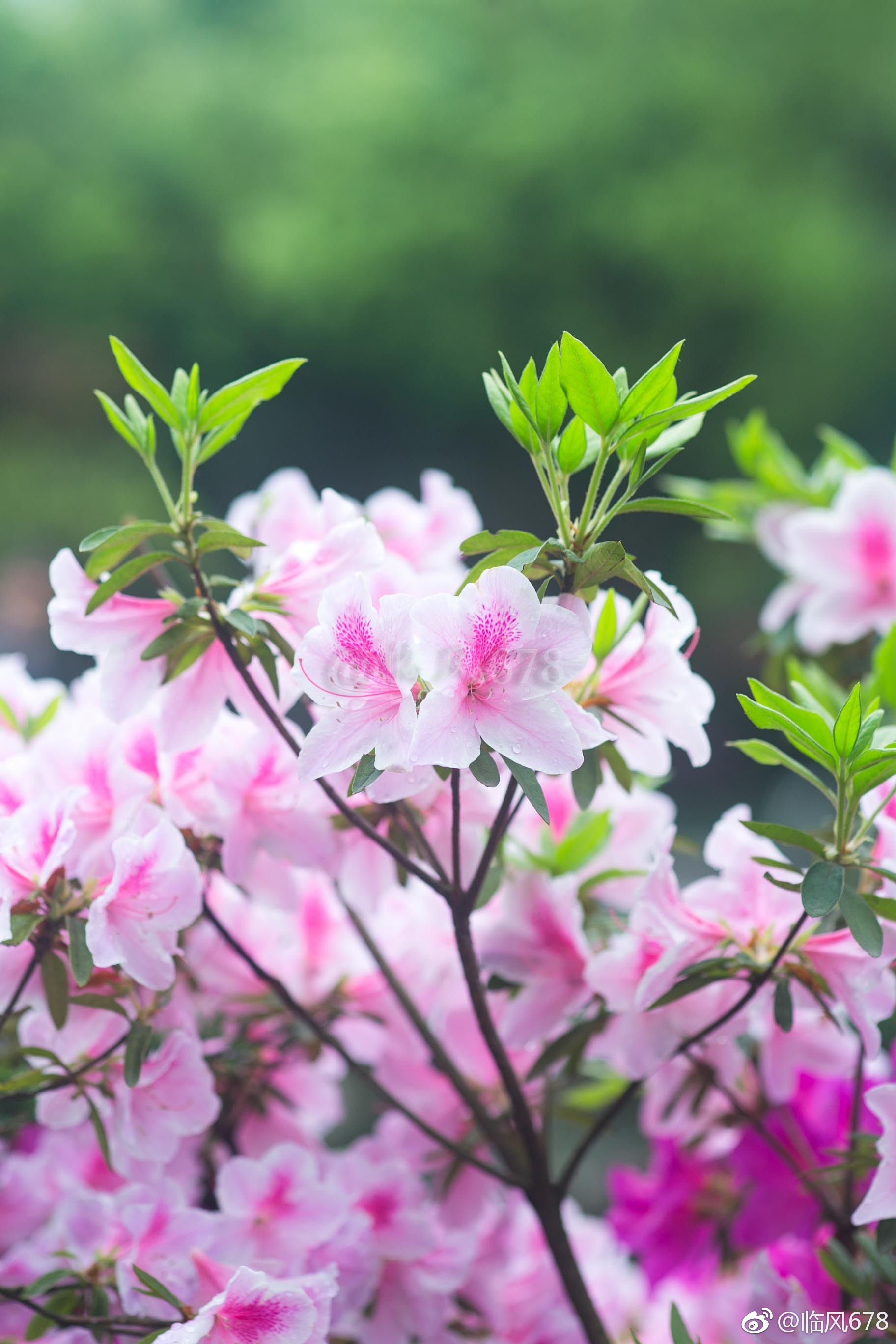 春天开的花有哪些(春天开的花有哪些至少20种)