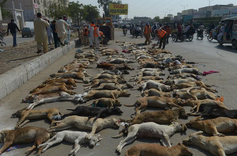 数千只狗狗被无辜杀害,被网友们纷纷谴责,背后真相令人发指