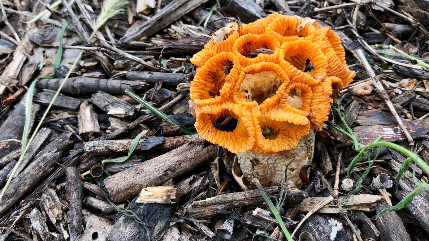 偶遇罕见的妖艳"蘑菇",像是鬼斧神工的红笼头菌