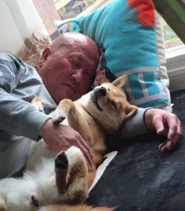 爷爷把柴犬抱在怀里午休,时不时像哄小朋友一样哄它睡