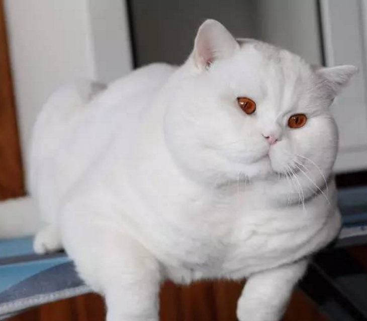 “十个橘猫九个胖”，你以为是说着玩？看过这家伙就懂了！|猫咪|猫|橘猫_新浪新闻