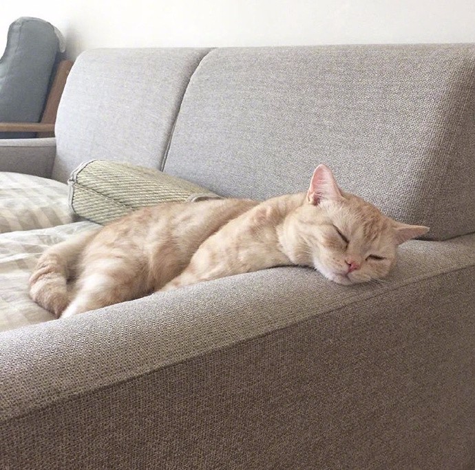 猫咪睡着后背影萌死了