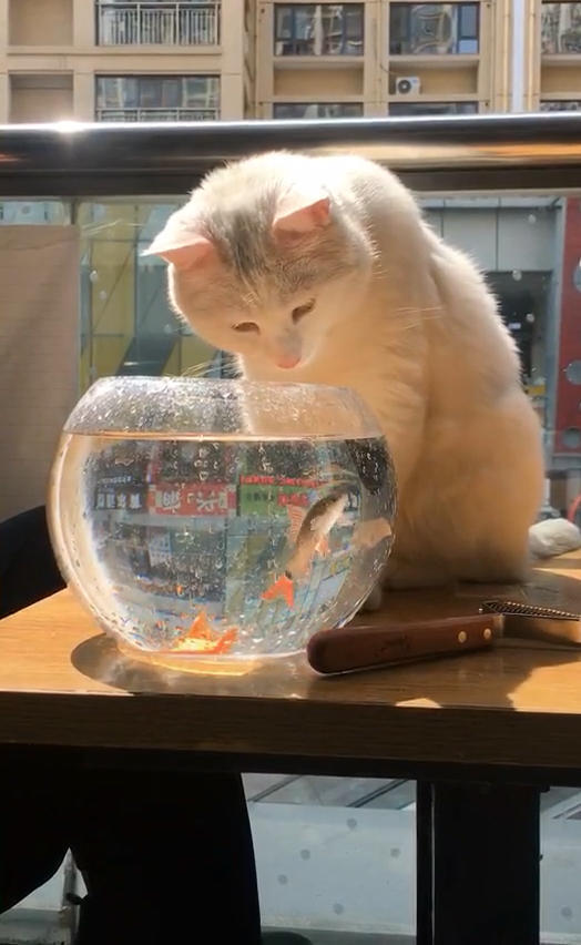 主人新买一个鱼缸,猫坐在那里一动不动,鱼:猫哥,放过我吧!