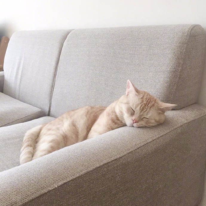 猫咪睡着后背影萌死了
