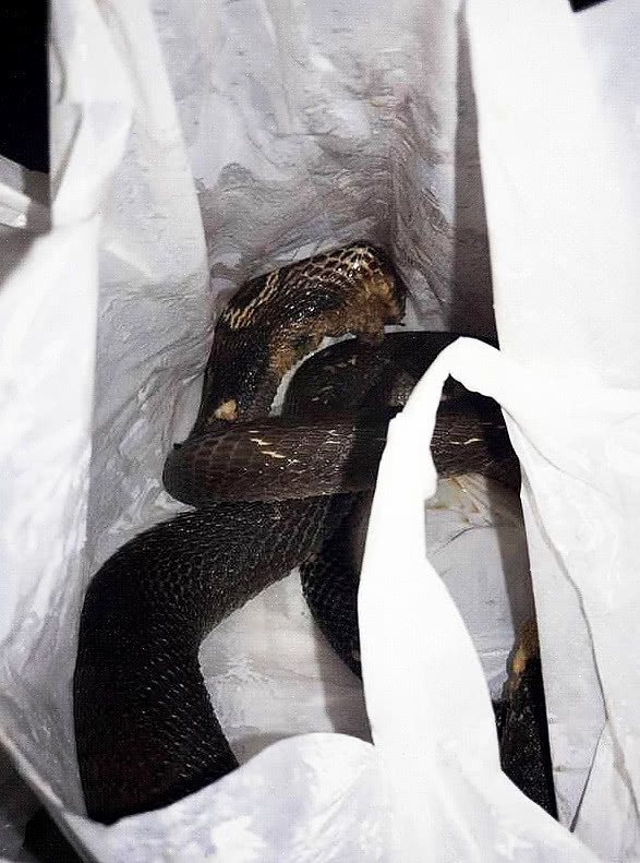 蛇头,蛇鳞都没刮直接煮,喝一口汤进了医院|泰国|蛇鳞|蛇头_新浪新闻