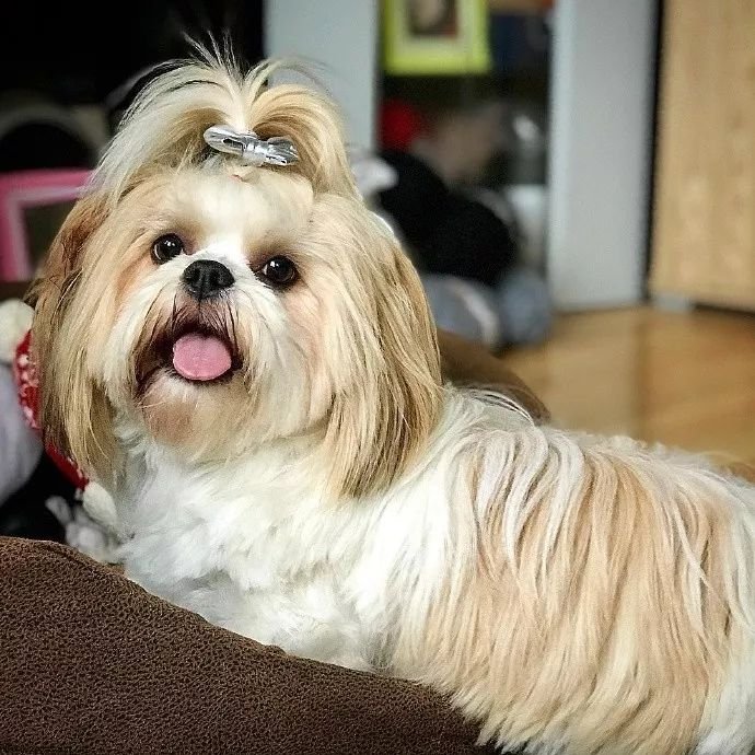 太姥姥给西施犬扎小辫子,狗狗乖乖配合的样子,超像外孙女!|西施犬|姥