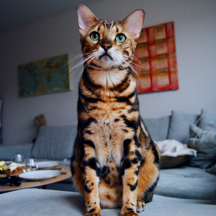 我与幸福的距离就差这只猫了酷酷的孟加拉豹猫简直就是猫中的王子