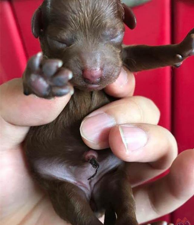 刚生下宝宝的泰迪犬,脾气变得很暴躁,伸手去抚摸竟然被它咬了!