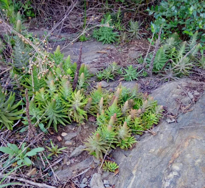 是多肉里的开花"战斗机",别的多肉开花也就几朵,它一开就是牟足了劲儿