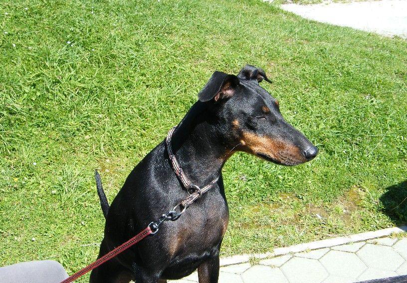 曼彻斯特梗卖到2万元到底值不值? 珍稀血统有钱难买