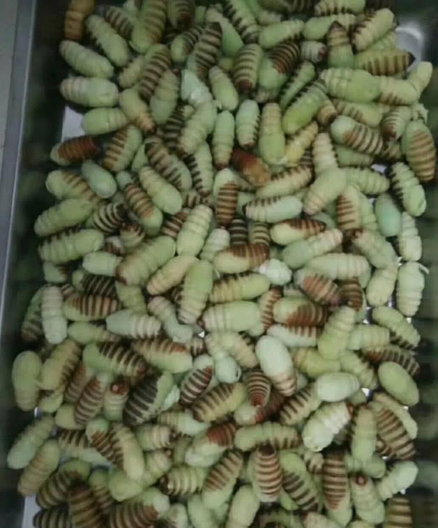 丹东又到了吃"神仙"的季节了,你做好思想准备了吗?