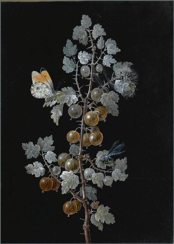 18世纪德国画家barbara regina dietzschc笔下的植物肖像.