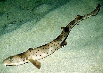 一种比恐龙古老拥有超凡特性的海洋生物,和人类拥有共同的祖先|鲨鱼