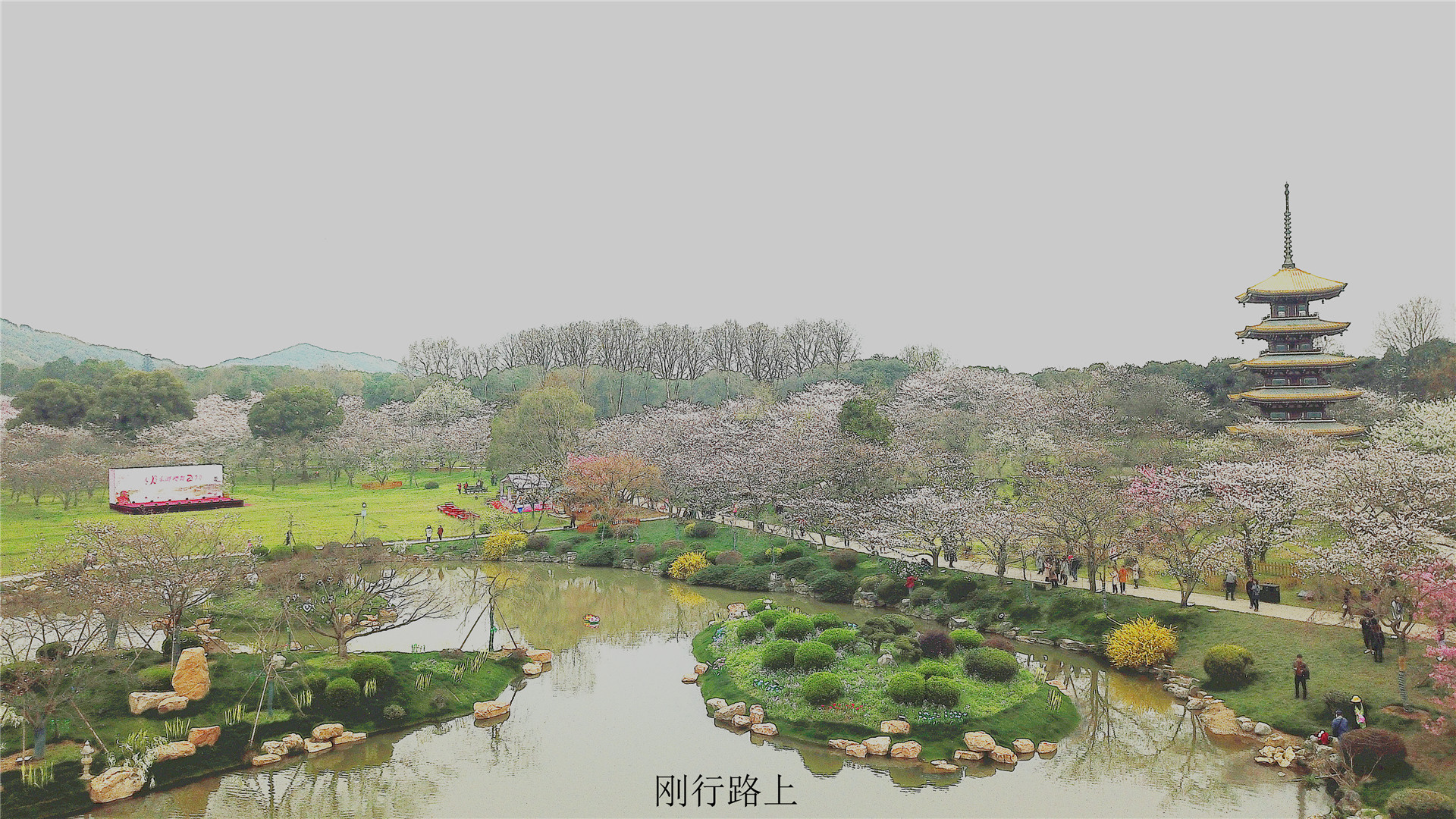 无人机航拍世界三大樱花之都唯一在国内的武汉东湖樱园