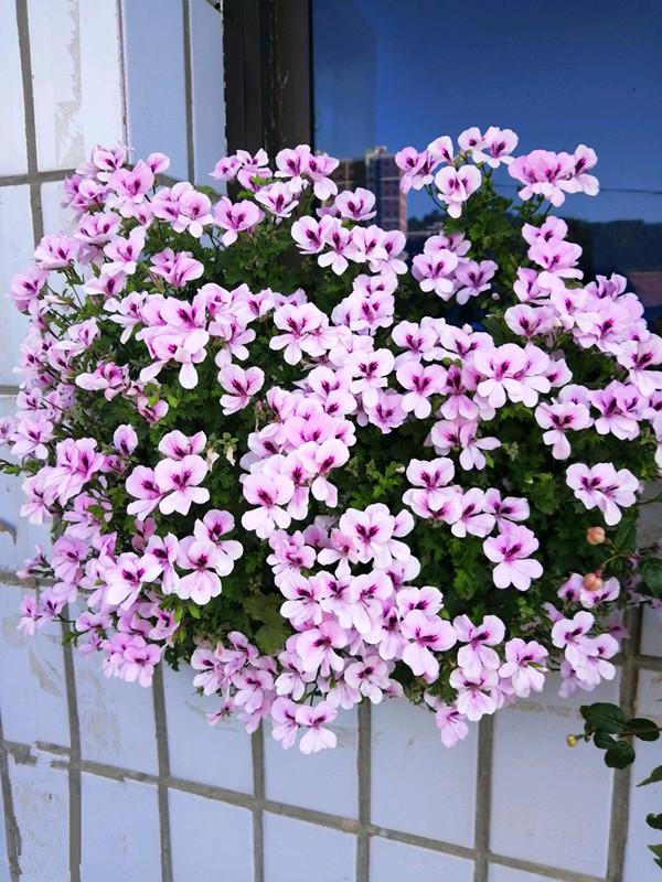 垂吊天竺葵,容易长成花瀑布,一年四季开花不停,很受花友喜爱