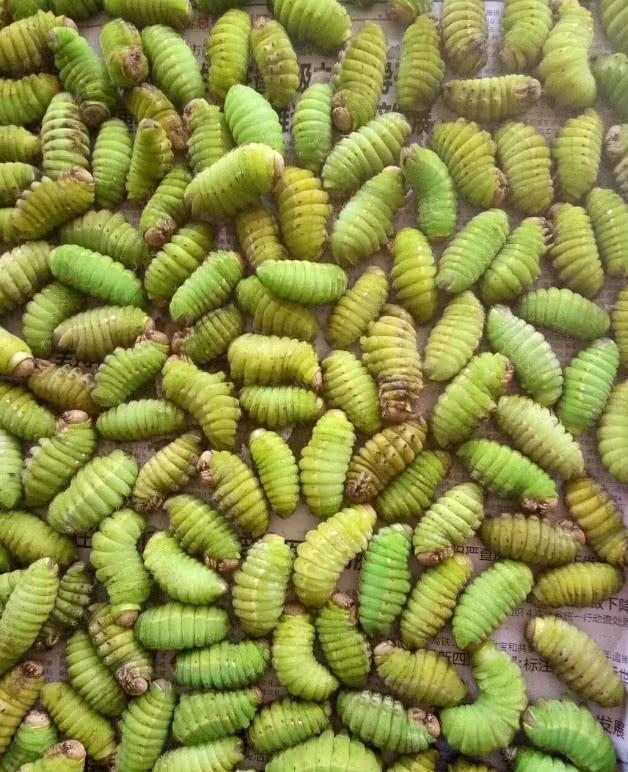 柞蚕|丹东|神仙_新浪新闻