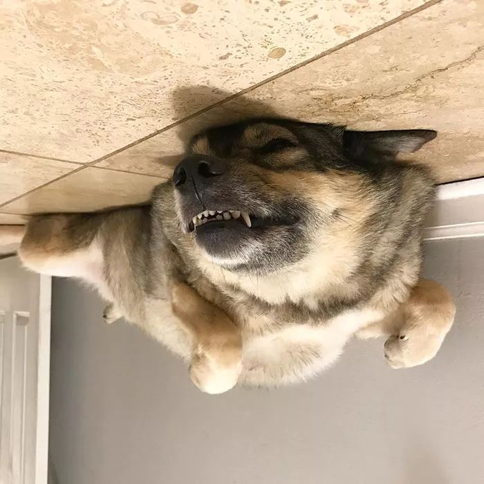 四脚朝天的狗,换个角度,就是飘在天花板上的狗气球.超萌!