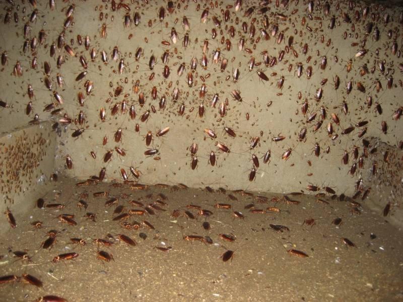 全球最大蟑螂养殖基地四川西昌养殖60亿只小强