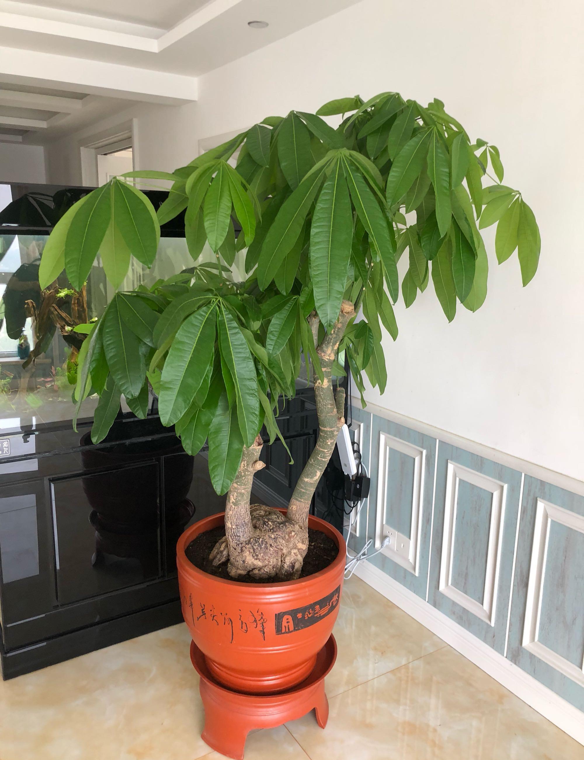 发财树修剪,在5月上旬进行比较好,这个时候植株的枝叶开始萌发,生长